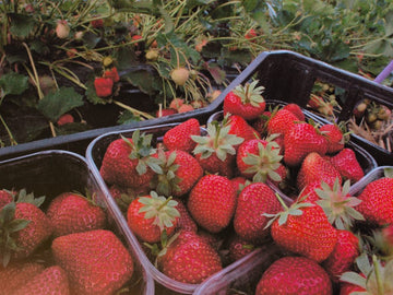 frisch gepflückte erdbeeren in körben