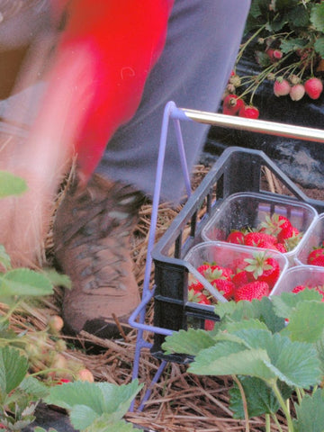 erdbeerbauer erntet reife erdbeeren in eine kiste