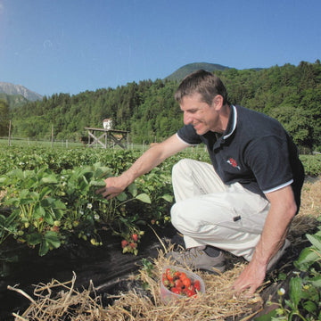bauer maks vrecko erntet reife erdbeeren auf einem feld