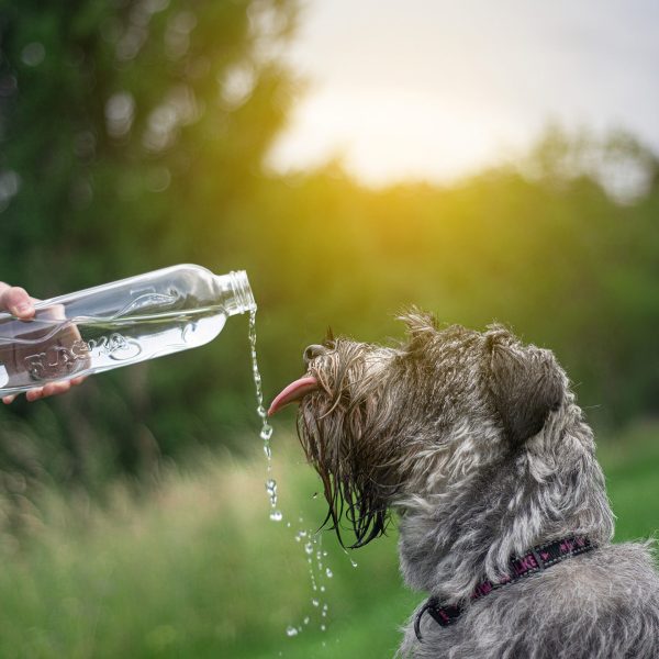hund trinkt wasser aus einer flaska flasche aus glas