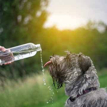 hund trinkt wasser aus einer flaska flasche aus glas